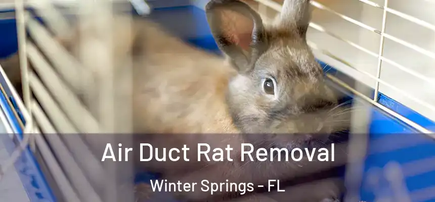  Air Duct Rat Removal Winter Springs - FL