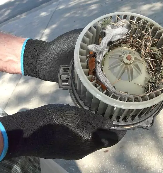 About Air Duct Rat Removal in Winter Springs, FL